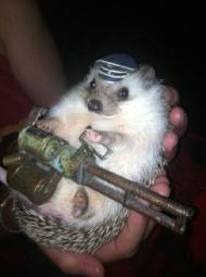 1721
