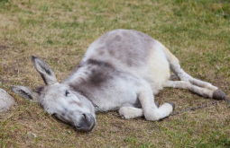 9557