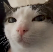 9626