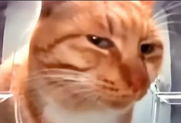 9628